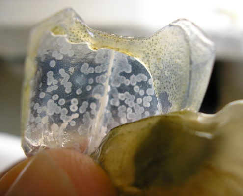 White Spot Virus infected shrimp shell